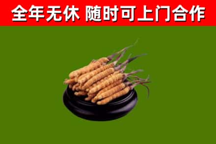 松江区烟酒回收冬虫夏草.jpg